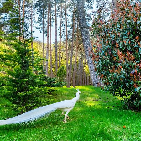 Курортный отель Bioli Welness Коджори Экстерьер фото